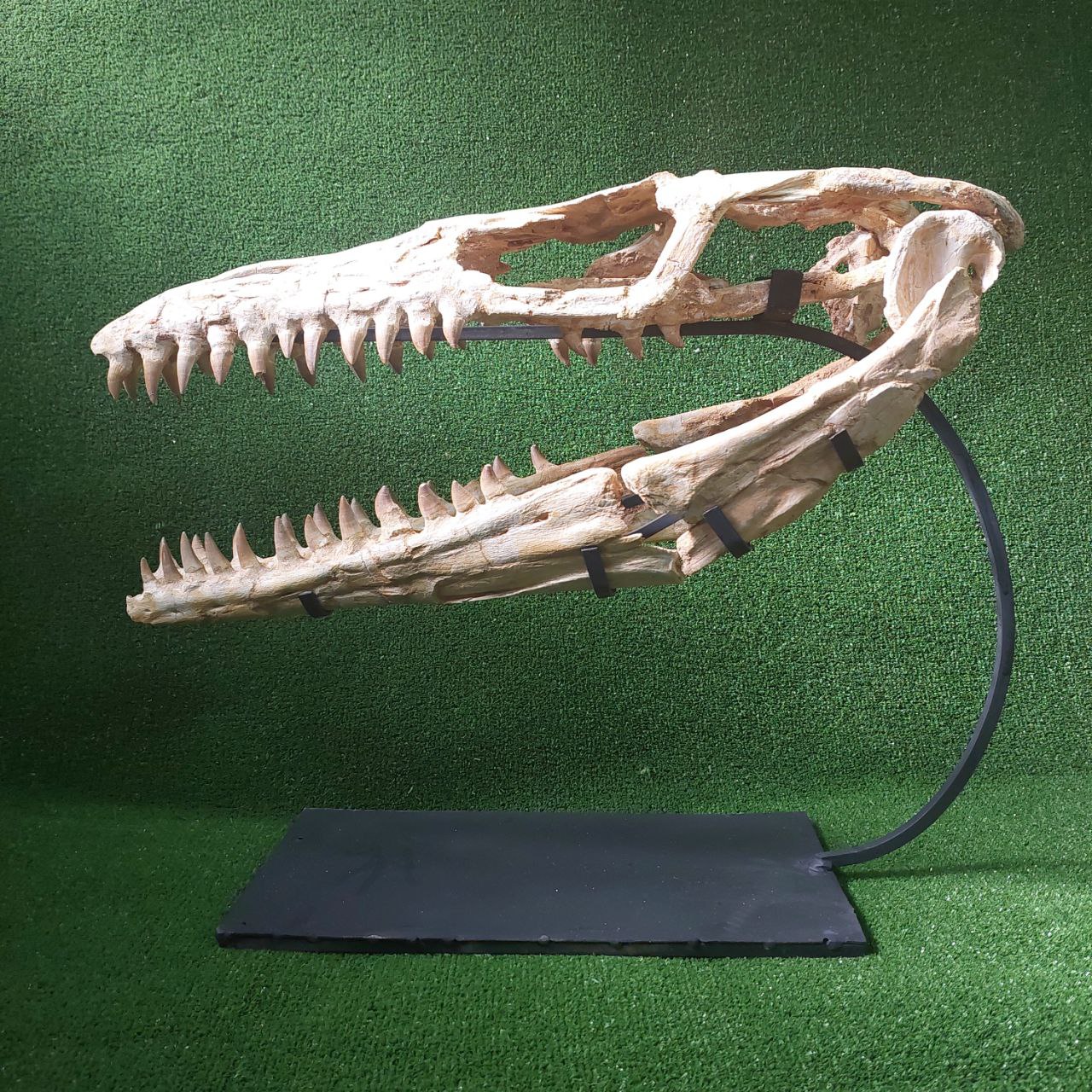 Original Mosasaur skull Fossil mosasaurus Prognathodon