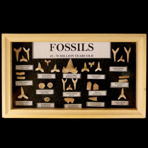 45-70 Million Years Shark & Marine Fossils Display Frame 