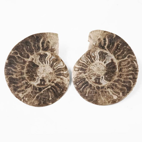 1.38kg Natural Choffaticeras Ammonites Pair DK1074
